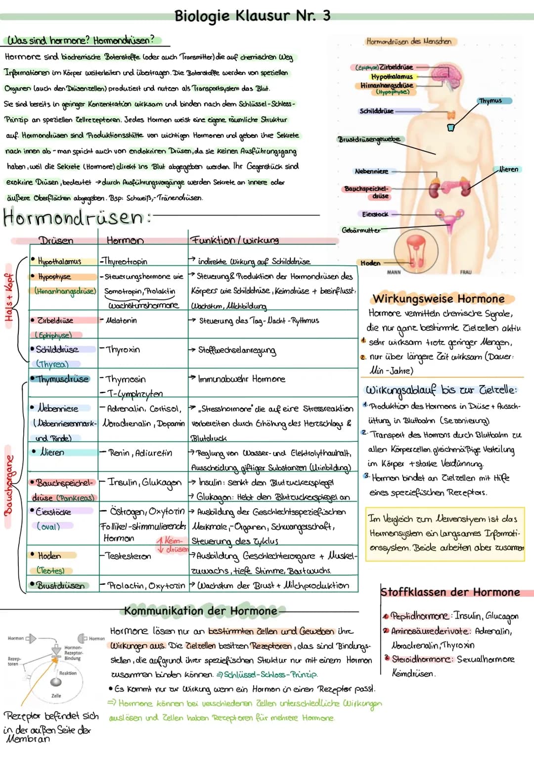 Hormone, Hormondrüsen, Wirkungsweise und Regelkreislauf von Hormonen 