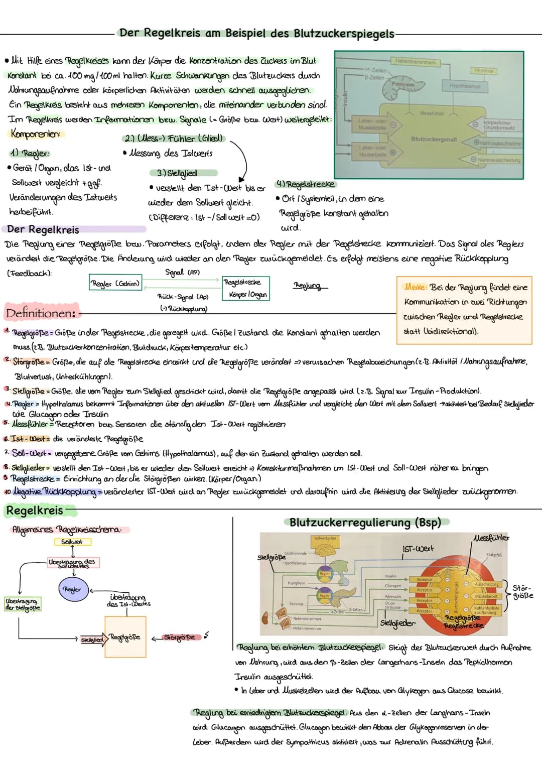 Was sind hormone? Hormondnisen?
Hormone sind biochemische Botenstoffe loder auch Transmitter) die auf chemischen Weg
Informationen im Körper