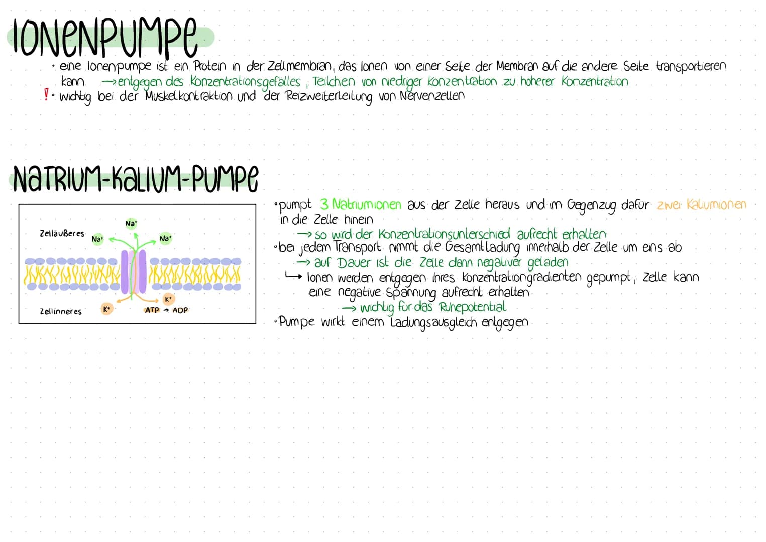 IONENPUMPE
• eine lonenpumpe ist ein Protein in der Zellmembran, das lonen von einer Seite der Membran auf die andere Seite transportieren
e