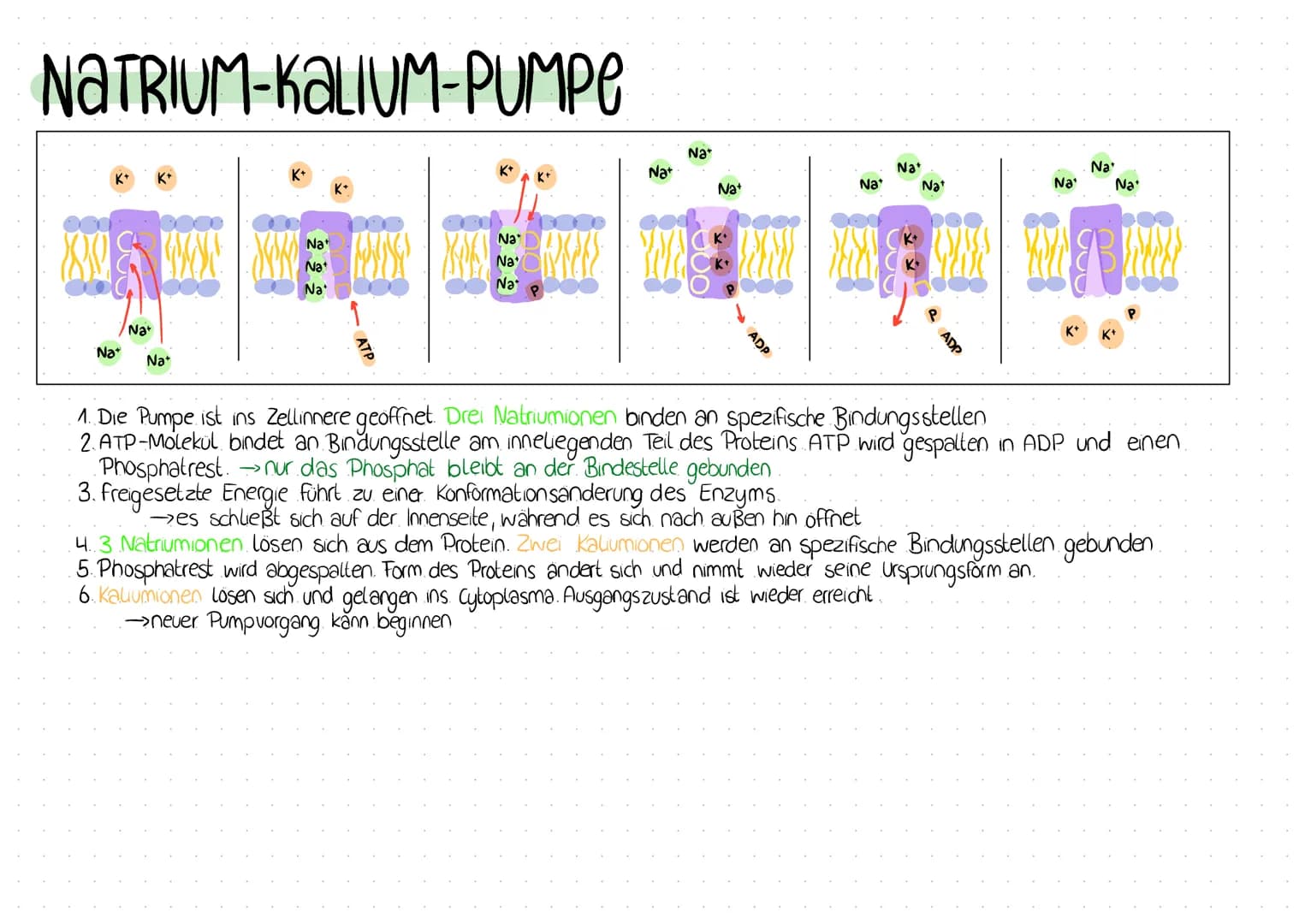 IONENPUMPE
• eine lonenpumpe ist ein Protein in der Zellmembran, das lonen von einer Seite der Membran auf die andere Seite transportieren
e