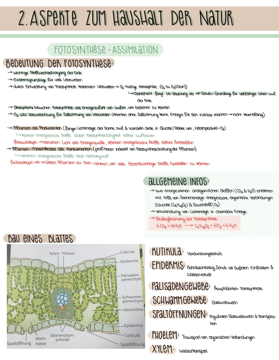 2. ASPEKTE ZUM HAUSHALT DER NATUR
FOTOSYNTHESE-ASSIMILATION
BEDEUTUNG DER FOTOSYNTHESE
→wichtiger Stoffwechselvorgang der Erde
→ Existenzgru