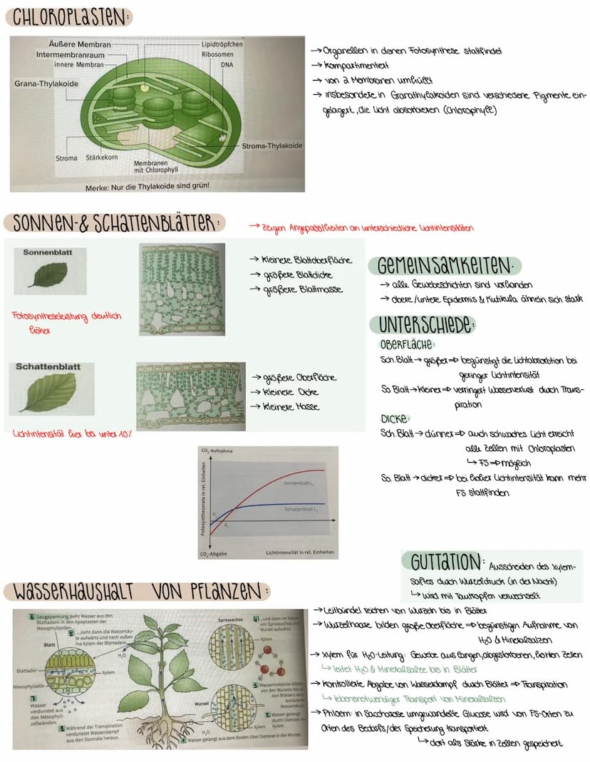 2. ASPEKTE ZUM HAUSHALT DER NATUR
FOTOSYNTHESE-ASSIMILATION
BEDEUTUNG DER FOTOSYNTHESE
→wichtiger Stoffwechselvorgang der Erde
→ Existenzgru