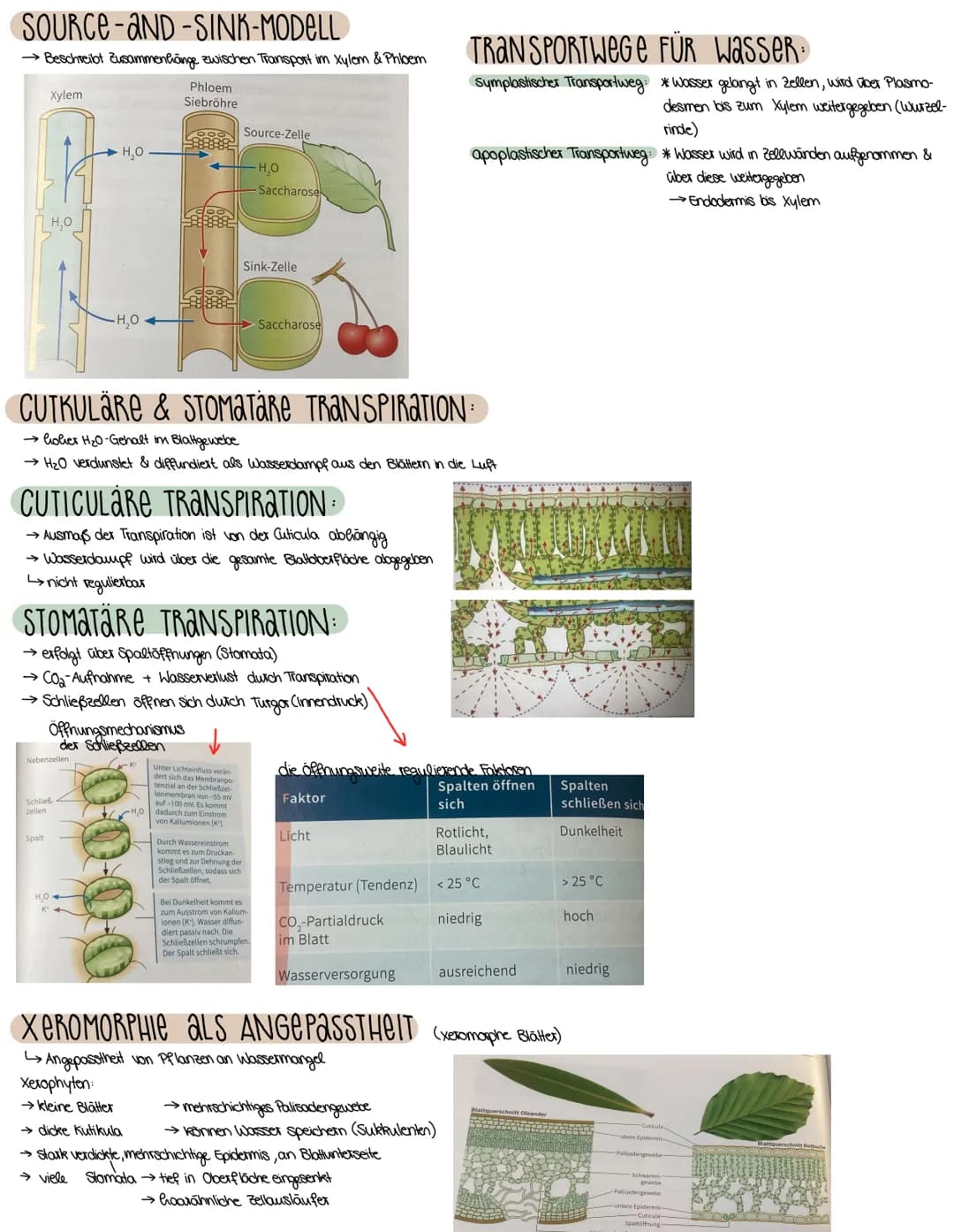 2. ASPEKTE ZUM HAUSHALT DER NATUR
FOTOSYNTHESE-ASSIMILATION
BEDEUTUNG DER FOTOSYNTHESE
→wichtiger Stoffwechselvorgang der Erde
→ Existenzgru