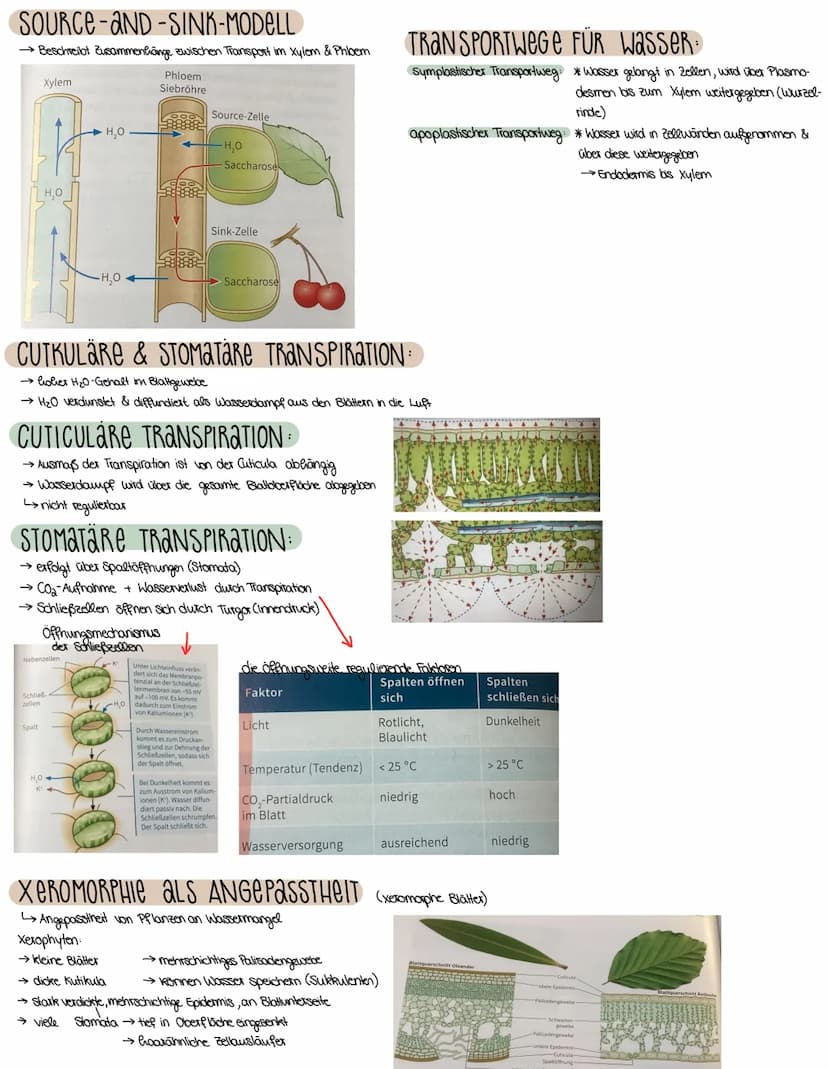 2. ASPEKTE ZUM HAUSHALT DER NATUR
FOTOSYNTHESE-ASSIMILATION
BEDEUTUNG DER FOTOSYNTHESE
→wichtiger Stoffwechselvorgang der Erde
→ Existenzgru