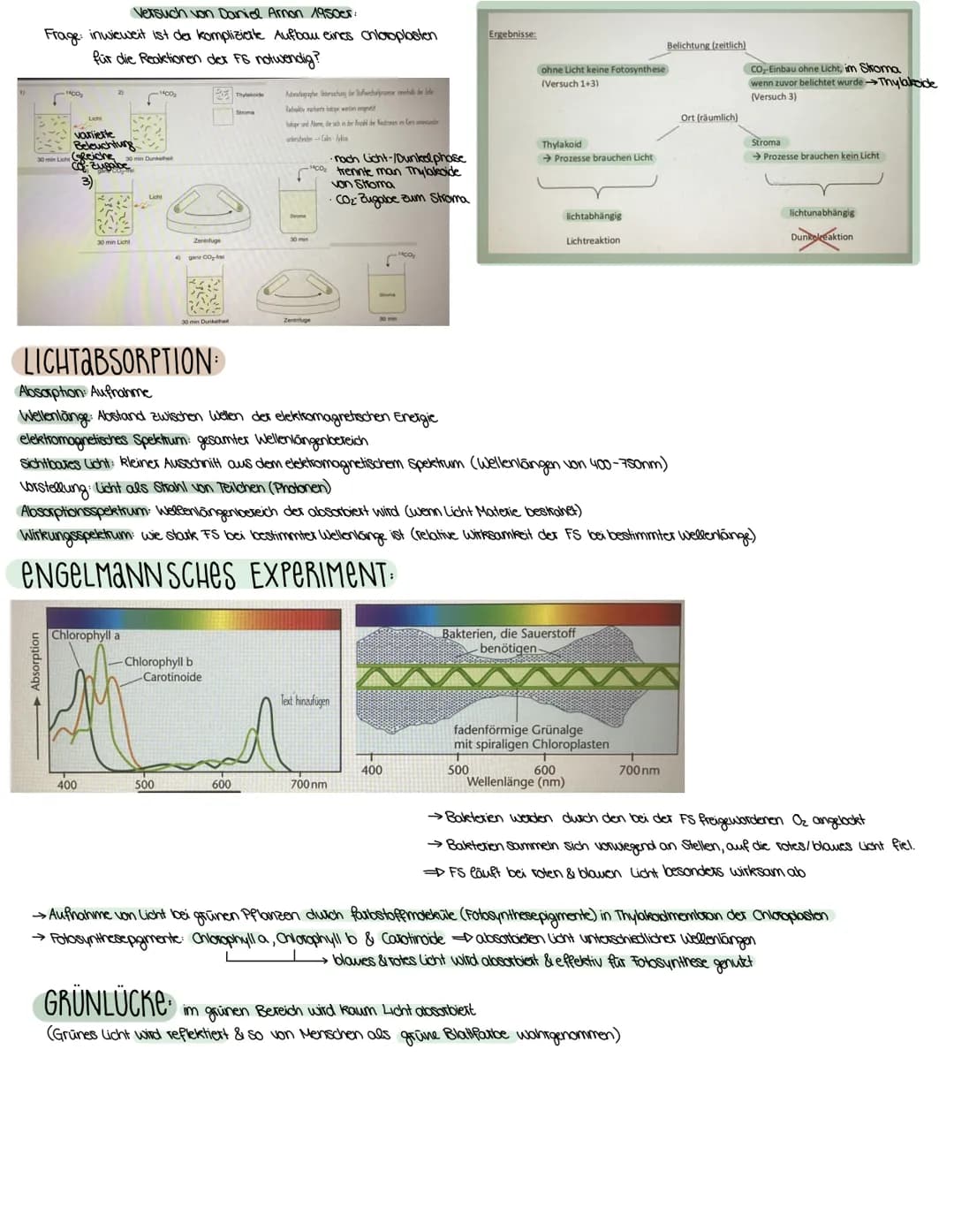 2. ASPEKTE ZUM HAUSHALT DER NATUR
FOTOSYNTHESE-ASSIMILATION
BEDEUTUNG DER FOTOSYNTHESE
→wichtiger Stoffwechselvorgang der Erde
→ Existenzgru