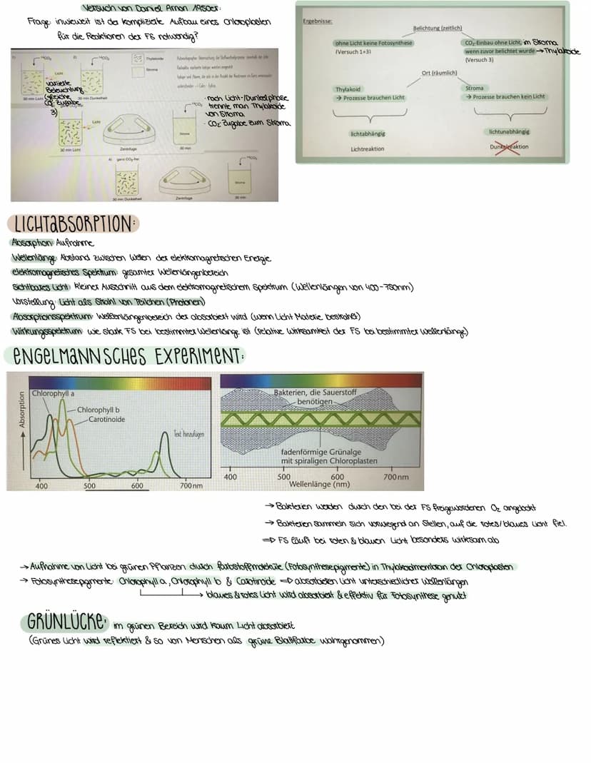 2. ASPEKTE ZUM HAUSHALT DER NATUR
FOTOSYNTHESE-ASSIMILATION
BEDEUTUNG DER FOTOSYNTHESE
→wichtiger Stoffwechselvorgang der Erde
→ Existenzgru
