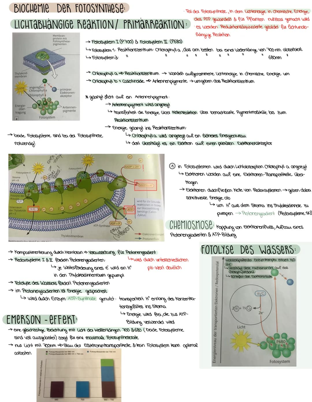 2. ASPEKTE ZUM HAUSHALT DER NATUR
FOTOSYNTHESE-ASSIMILATION
BEDEUTUNG DER FOTOSYNTHESE
→wichtiger Stoffwechselvorgang der Erde
→ Existenzgru