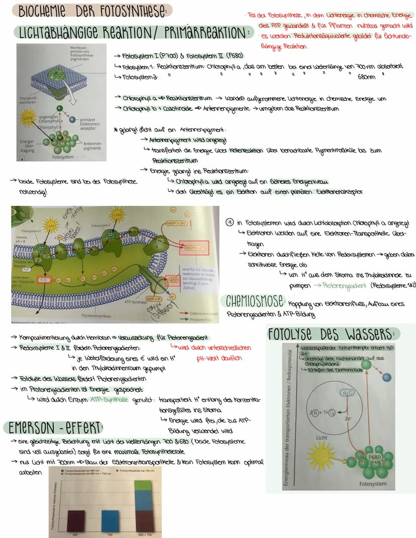 2. ASPEKTE ZUM HAUSHALT DER NATUR
FOTOSYNTHESE-ASSIMILATION
BEDEUTUNG DER FOTOSYNTHESE
→wichtiger Stoffwechselvorgang der Erde
→ Existenzgru