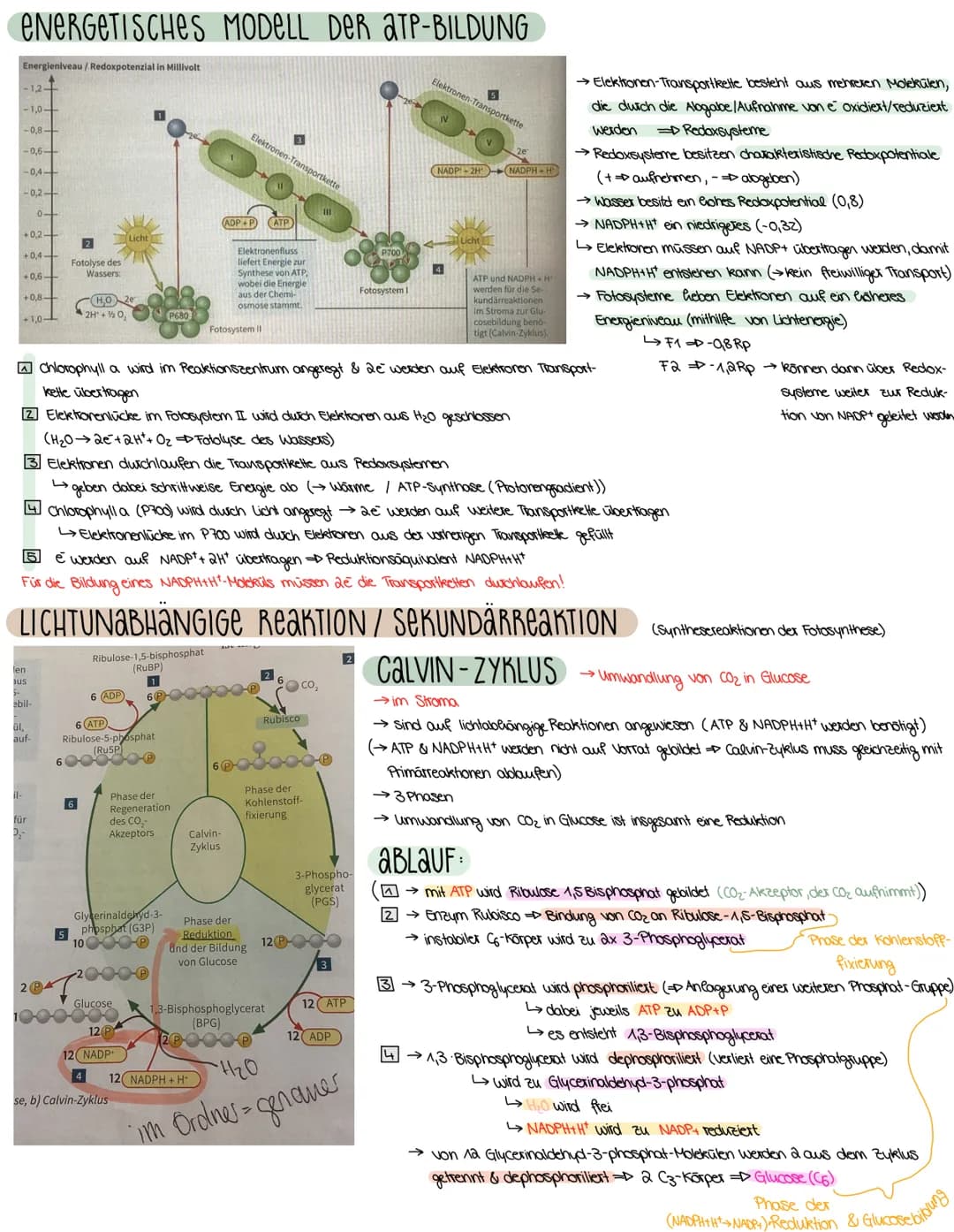 2. ASPEKTE ZUM HAUSHALT DER NATUR
FOTOSYNTHESE-ASSIMILATION
BEDEUTUNG DER FOTOSYNTHESE
→wichtiger Stoffwechselvorgang der Erde
→ Existenzgru