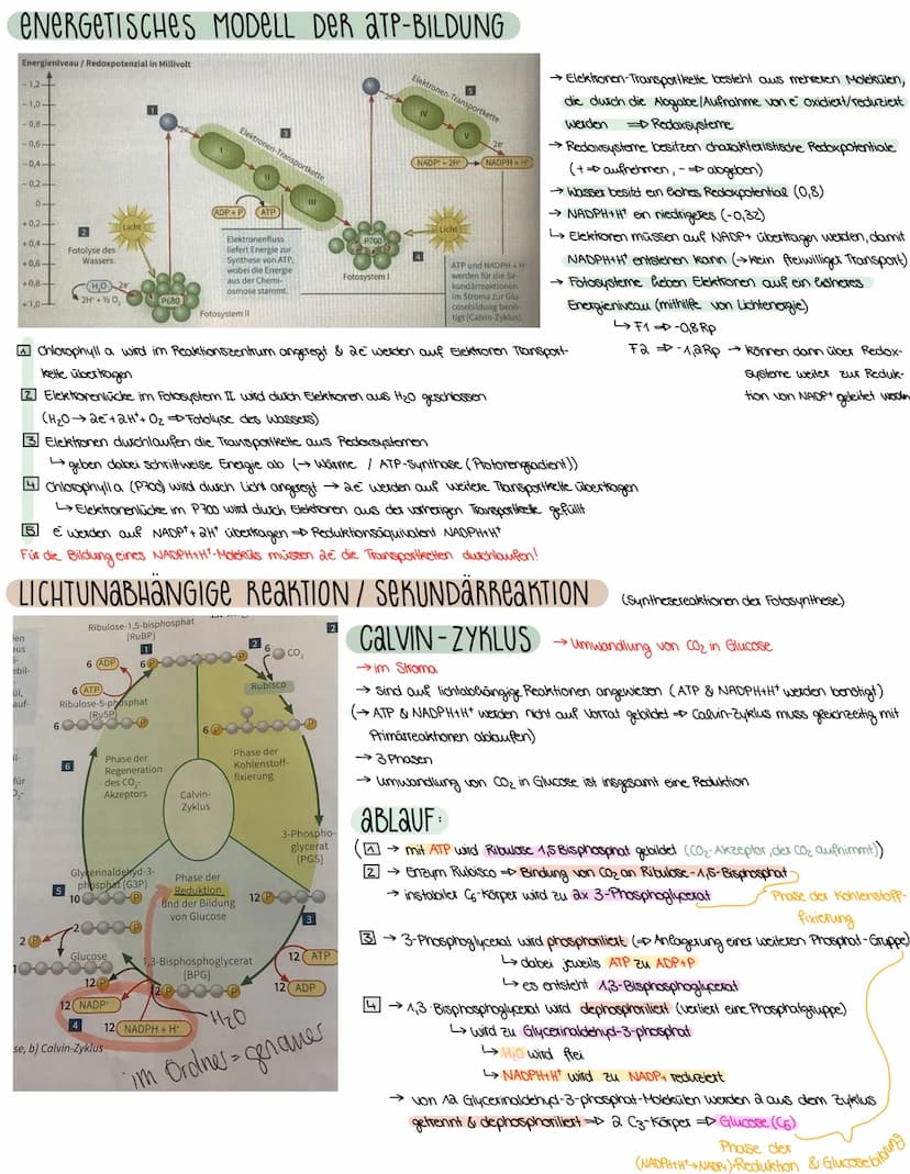 2. ASPEKTE ZUM HAUSHALT DER NATUR
FOTOSYNTHESE-ASSIMILATION
BEDEUTUNG DER FOTOSYNTHESE
→wichtiger Stoffwechselvorgang der Erde
→ Existenzgru