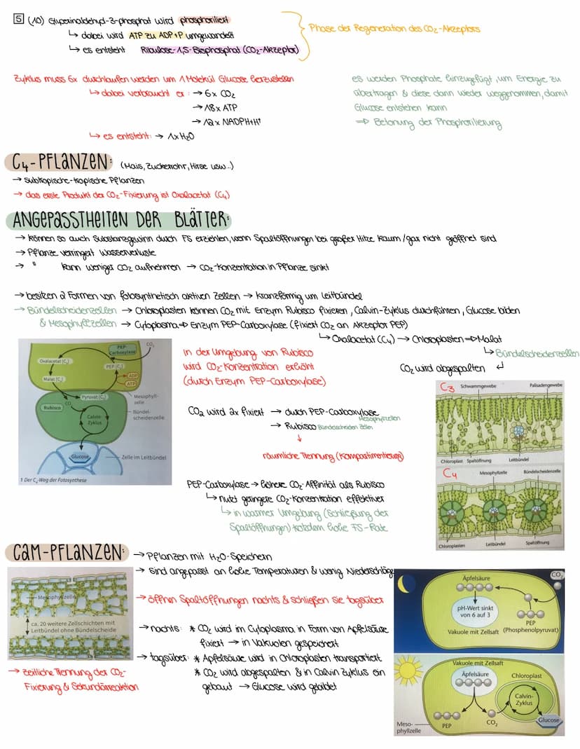 2. ASPEKTE ZUM HAUSHALT DER NATUR
FOTOSYNTHESE-ASSIMILATION
BEDEUTUNG DER FOTOSYNTHESE
→wichtiger Stoffwechselvorgang der Erde
→ Existenzgru