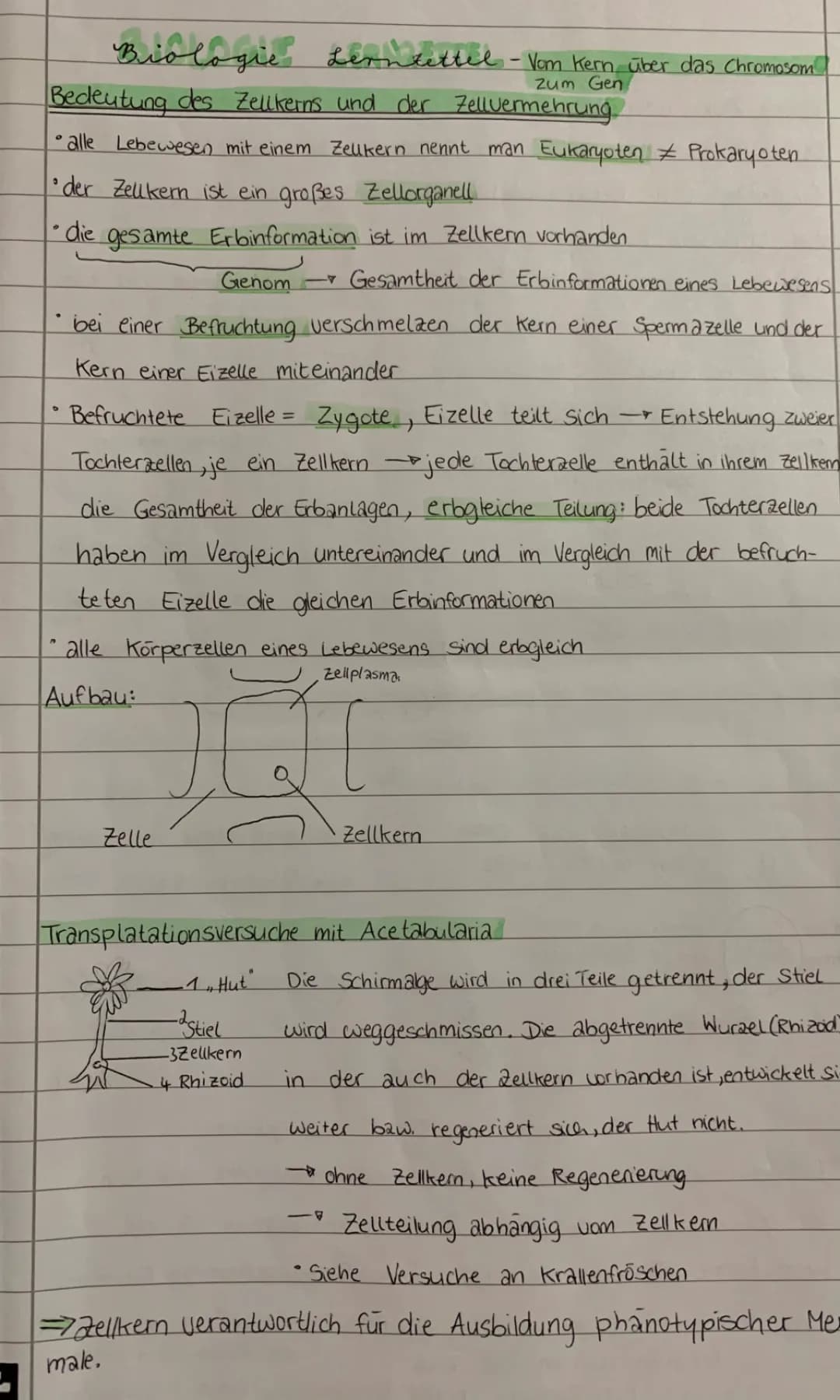 Das Acetabularia Experiment: Zellkern einfach erklärt