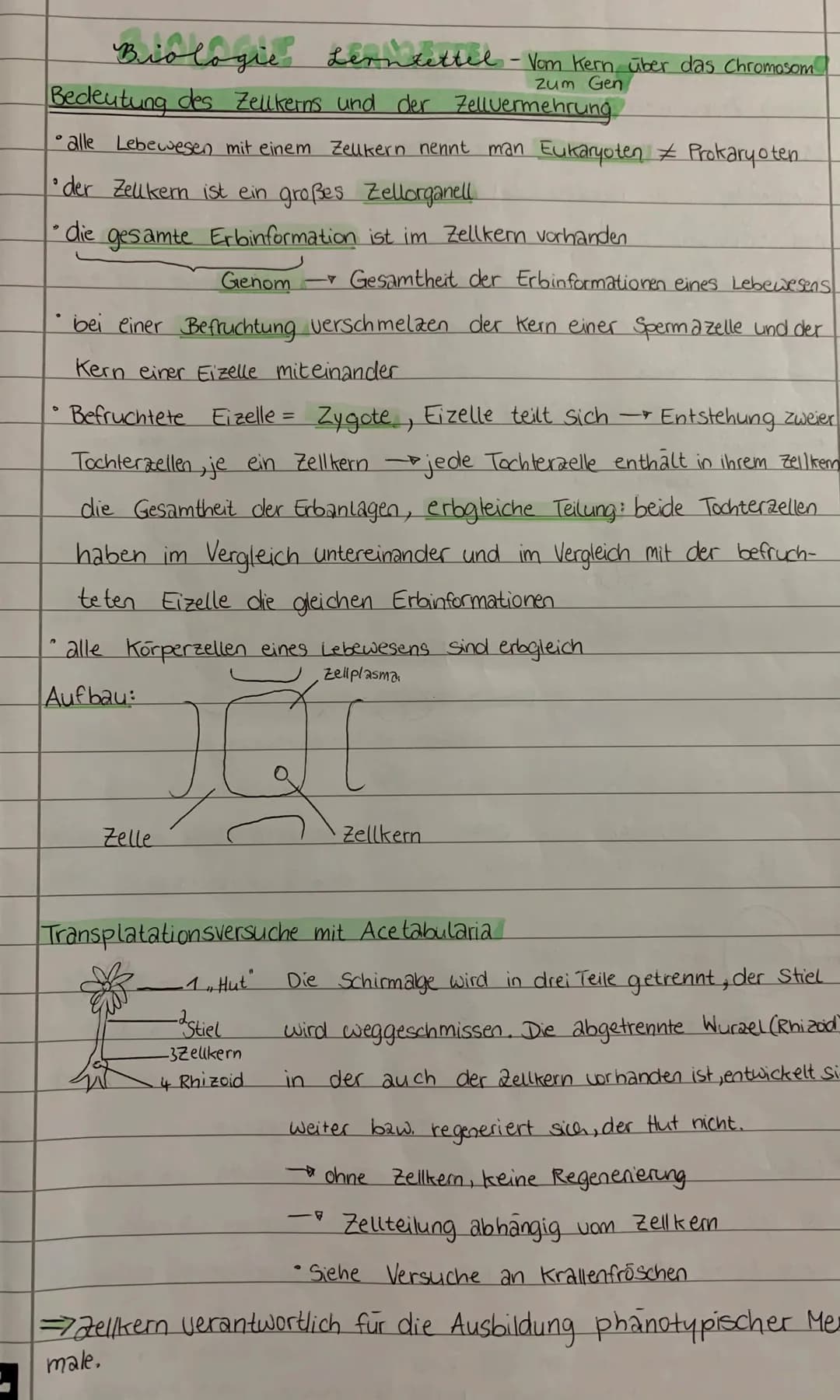 Biologie Leoniettel - Vom Kern über das Chromosom
Zum Gen
Bedeutung des Zellkerns und der Zellvermehrung
• alle Lebewesen mit einem Zeukern 