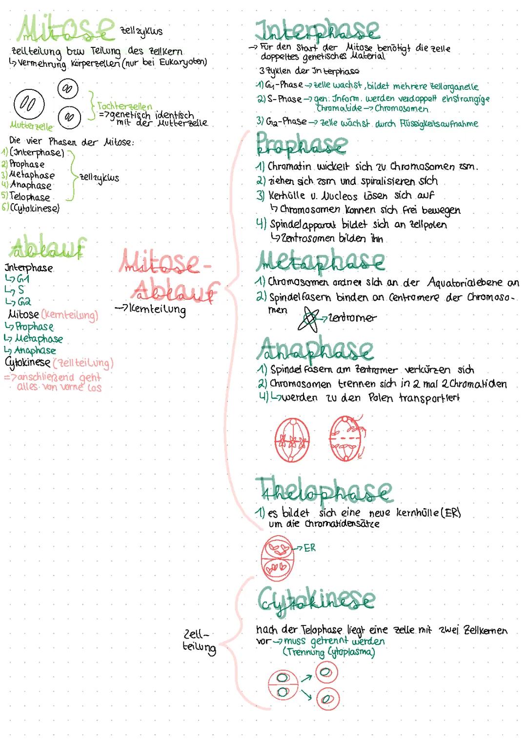 Mitose und Zellteilung Einfach Erklärt - Phasen, Definition und Tabelle