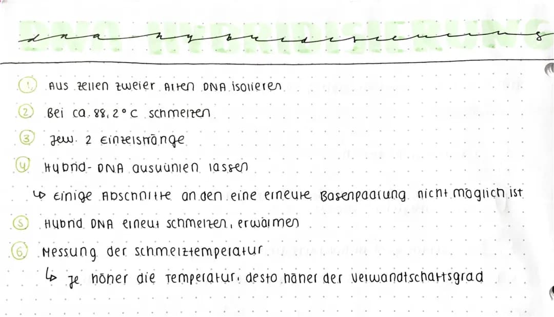 DNA- Hybridisierung 