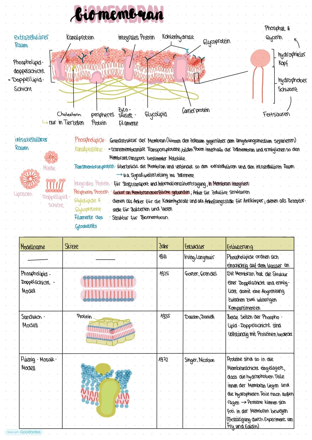 extrazellulärer
Raum
Phospholipid-
doppelschicht
= Doppellipid-
Schicht
intrazellulärer
Raum
Liposom
Mizelle.
0.00
Modellname
000000
•Doppel