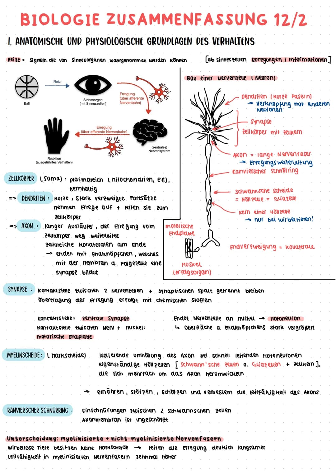 BIOLOGIE ZUSAMMENFASSUNG 12/2
I. ANATOMISCHE UND PHYSIOLOGISCHE GRUNDLAGEN DES VERHALTENS
Reize= Signale, die von Sinnesorganen wahrgenommen
