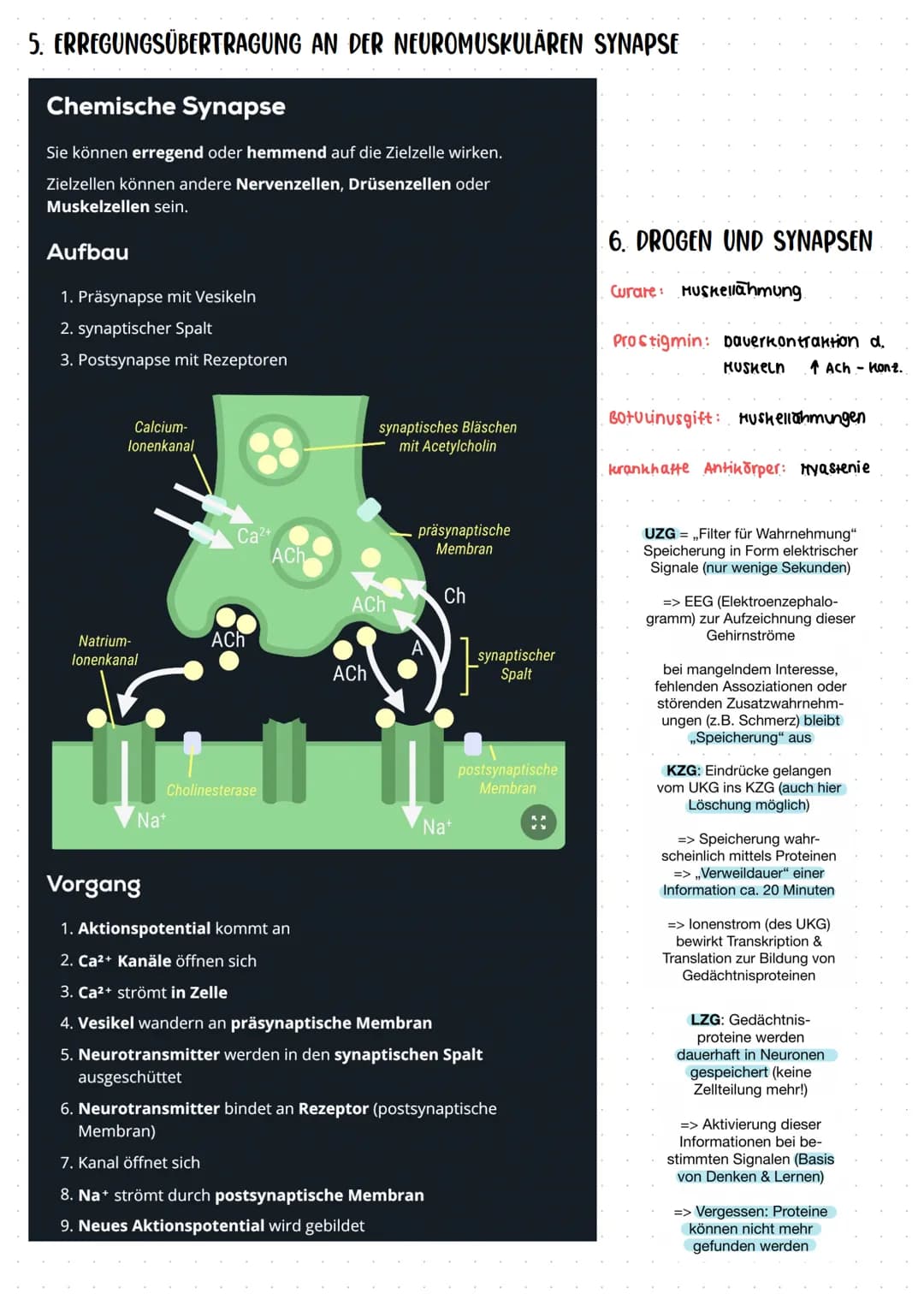BIOLOGIE ZUSAMMENFASSUNG 12/2
I. ANATOMISCHE UND PHYSIOLOGISCHE GRUNDLAGEN DES VERHALTENS
Reize= Signale, die von Sinnesorganen wahrgenommen
