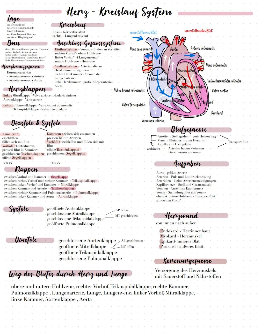 Lage
im Mediastinum
zwischen Lungenflügeln.
hinter Sternum
vor Ösophagus & Trachea
grenit an Diaphragma
Bau
durch Herzscheidewand getrennt (