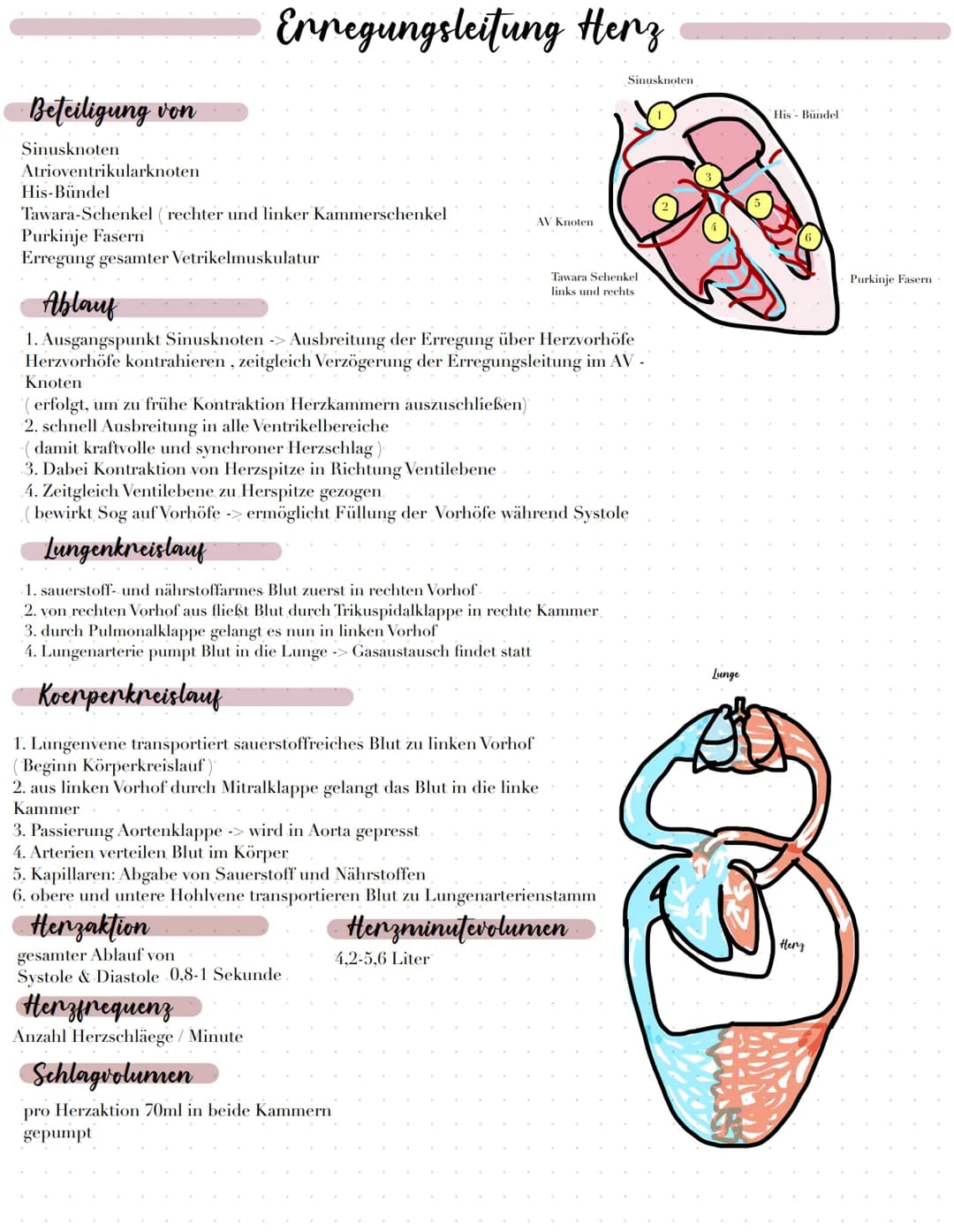 Lage
im Mediastinum
zwischen Lungenflügeln.
hinter Sternum
vor Ösophagus & Trachea
grenit an Diaphragma
Bau
durch Herzscheidewand getrennt (