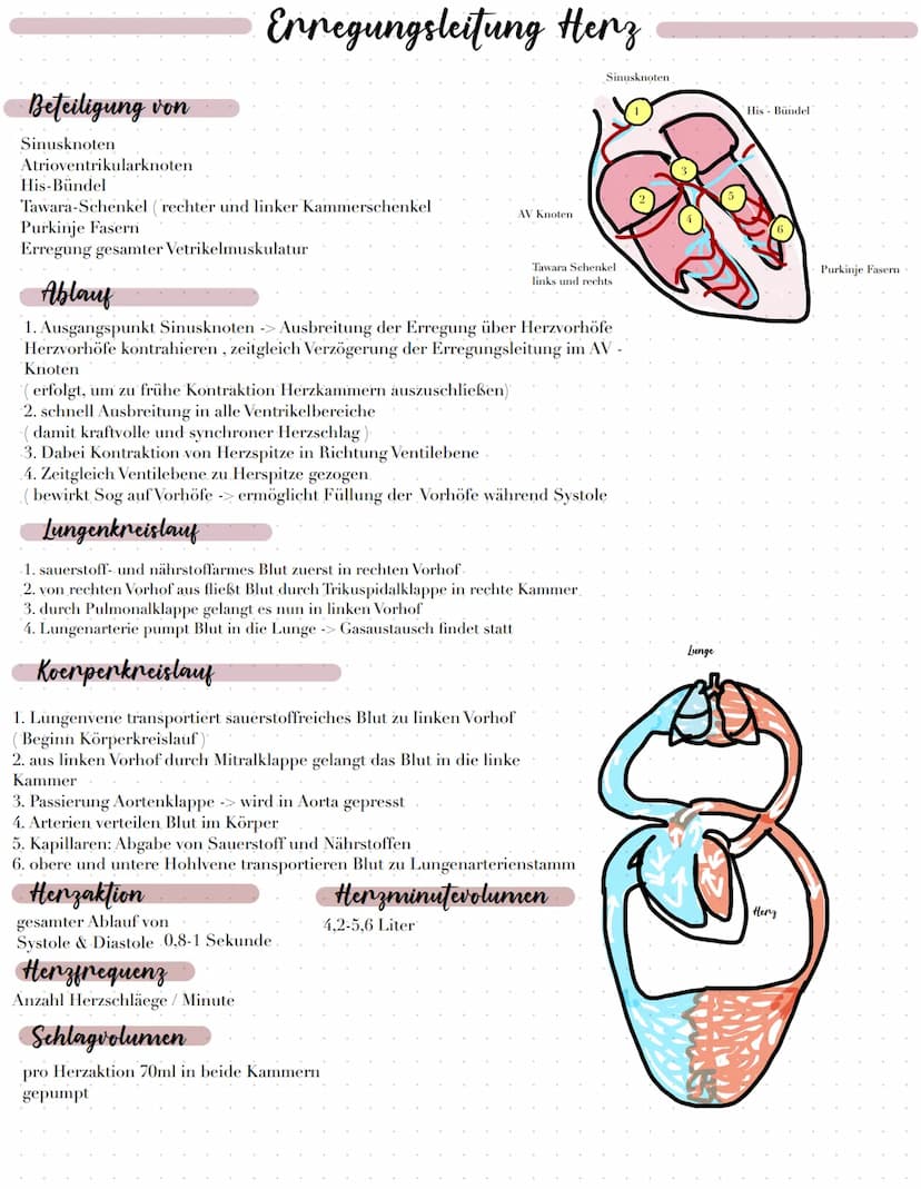 Lage
im Mediastinum
zwischen Lungenflügeln.
hinter Sternum
vor Ösophagus & Trachea
grenit an Diaphragma
Bau
durch Herzscheidewand getrennt (