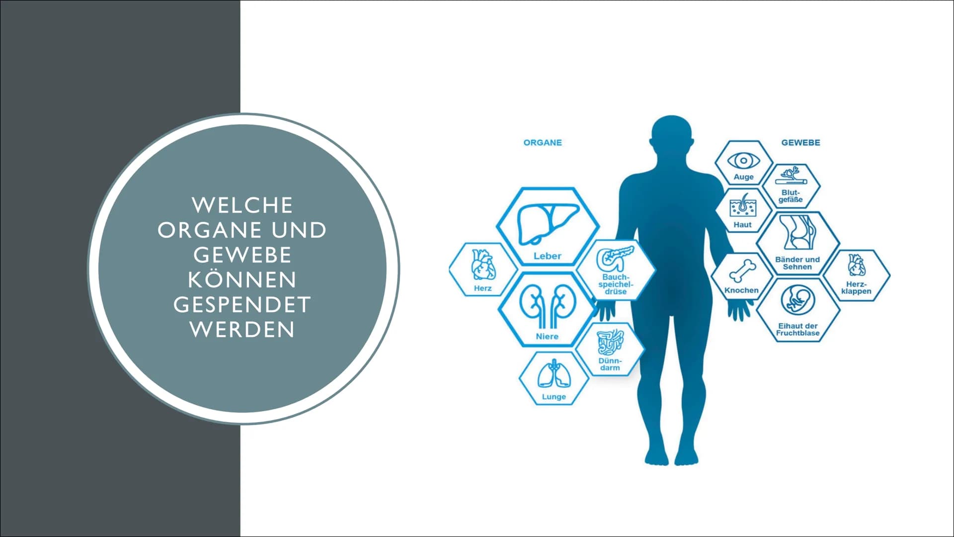 ORGANSPENDE GLIEDERUNG
●
●
●
●
●
Geschichte
Fakten, Zahlen & Graphiken
Was kann gespendet werden
Voraussetzungen für eine Organspende
Christ