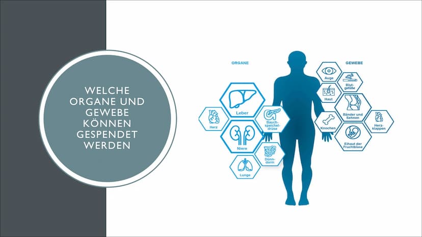 ORGANSPENDE GLIEDERUNG
●
●
●
●
●
Geschichte
Fakten, Zahlen & Graphiken
Was kann gespendet werden
Voraussetzungen für eine Organspende
Christ