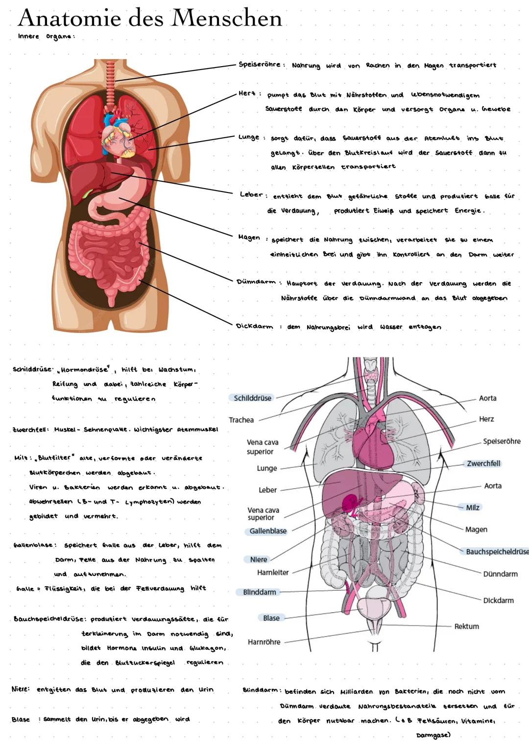 Anatomie des Menschen
Innere organe:
Schilddrüse,Hormondrüse hilft bei Wachstum,
Reifung und dabei, zahlreiche Körper-
funktionen Au regulie