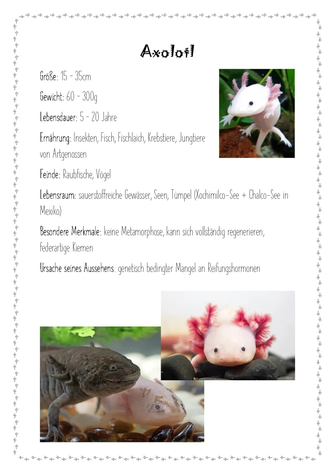 Axolotl Steckbrief: Alles für Kinder - Biologie, Lebensraum, Farben, Fortpflanzung