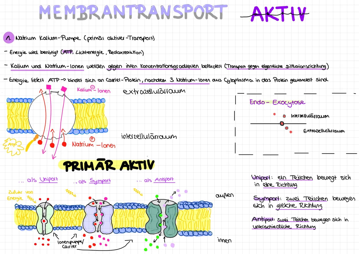MEMBRANTRANSPORT
PASSIV
Transport mechanismen:
1. Durch Phospholipid-Doppelschicht
-einfache Diffusion
-
-
Transport mittels Carrier
Cerleic