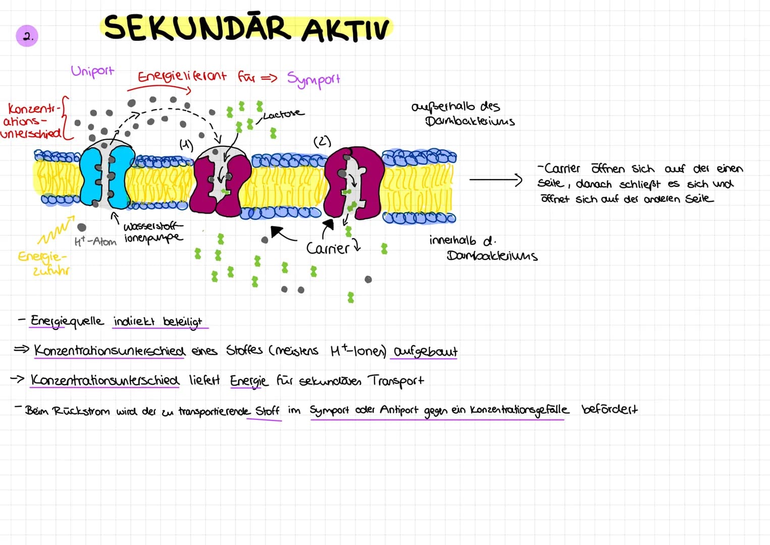 MEMBRANTRANSPORT
PASSIV
Transport mechanismen:
1. Durch Phospholipid-Doppelschicht
-einfache Diffusion
-
-
Transport mittels Carrier
Cerleic