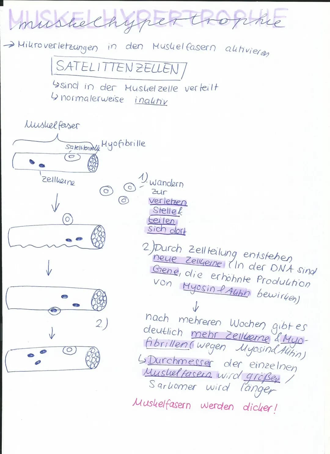 P wird freigesetzt
Hyosinkopf wandert
am Altinfilament ent-
lang bis er wieder
in 45° Stellung ist.
x
Muskelkontrabition
1. Myosinkopf docht