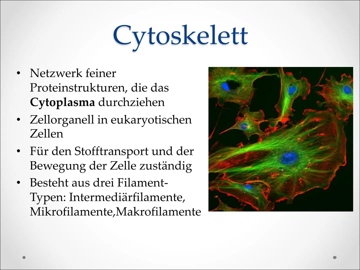 Zellbestandteile:
,,Cytoskelett" ●
●
Cytoskelett
Netzwerk feiner
Proteinstrukturen, die das
Cytoplasma durchziehen
Zellorganell in eukaryoti