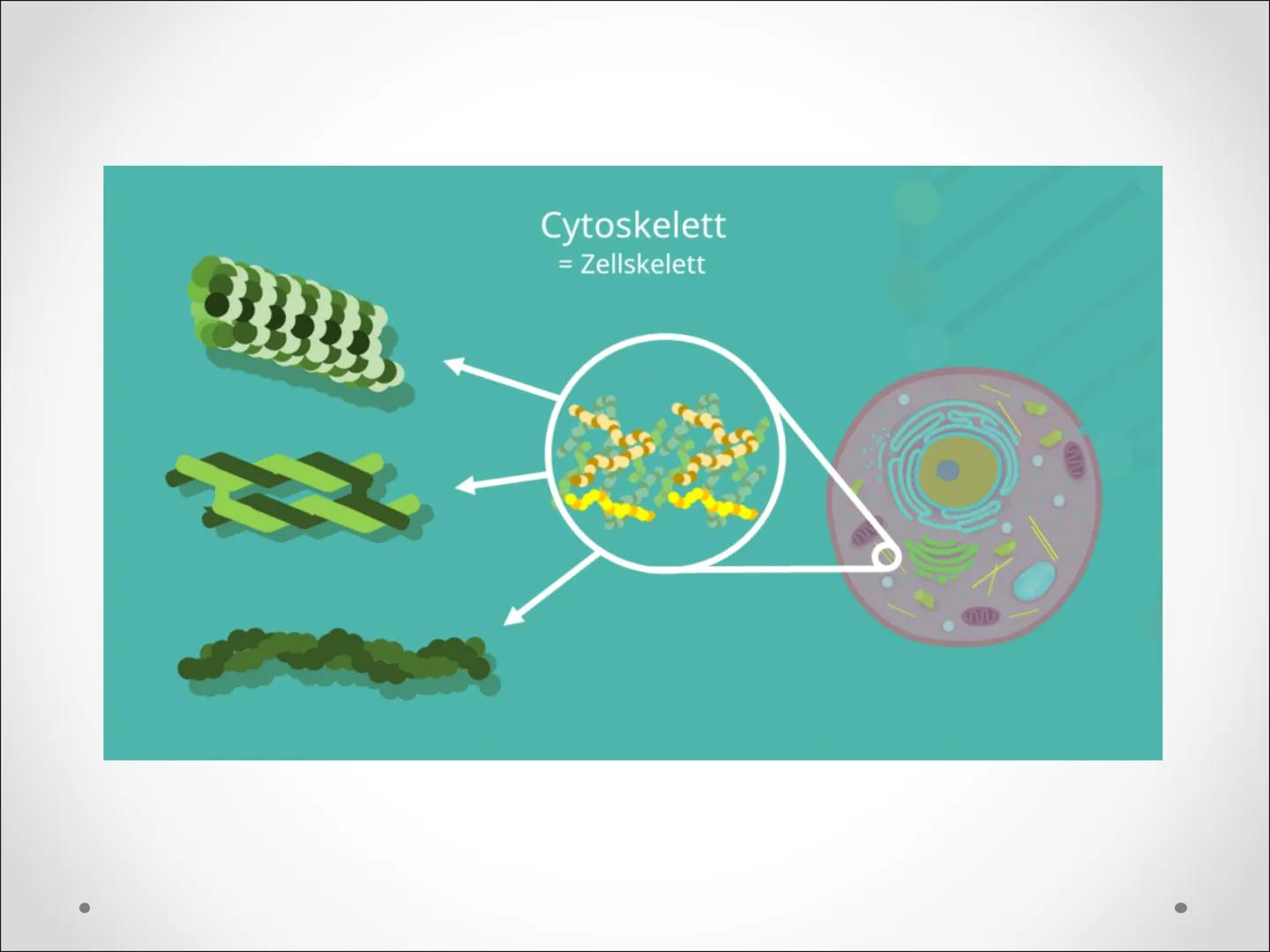 Zellbestandteile:
,,Cytoskelett" ●
●
Cytoskelett
Netzwerk feiner
Proteinstrukturen, die das
Cytoplasma durchziehen
Zellorganell in eukaryoti