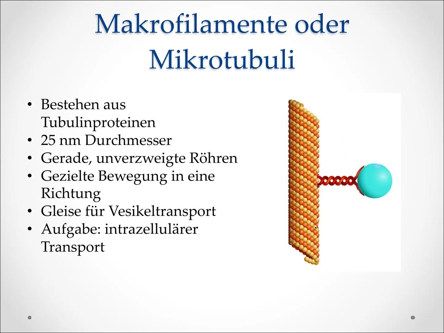 Zellbestandteile:
,,Cytoskelett" ●
●
Cytoskelett
Netzwerk feiner
Proteinstrukturen, die das
Cytoplasma durchziehen
Zellorganell in eukaryoti