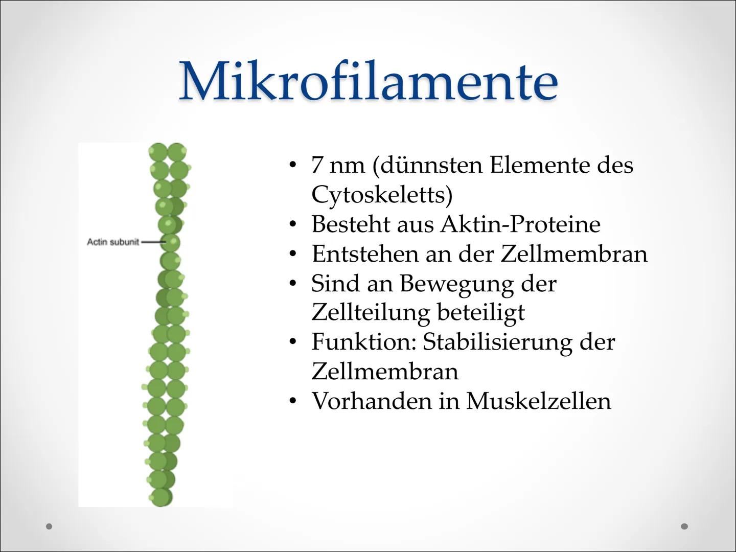 Zellbestandteile:
,,Cytoskelett" ●
●
Cytoskelett
Netzwerk feiner
Proteinstrukturen, die das
Cytoplasma durchziehen
Zellorganell in eukaryoti