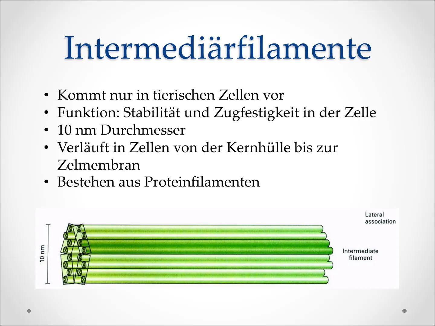 Zellbestandteile:
,,Cytoskelett" ●
●
Cytoskelett
Netzwerk feiner
Proteinstrukturen, die das
Cytoplasma durchziehen
Zellorganell in eukaryoti