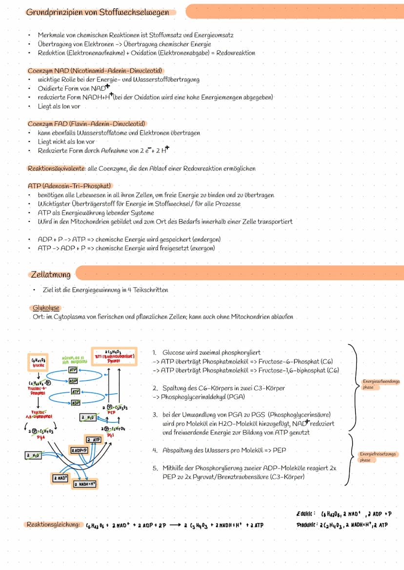 Bereitstellung von Energie aus Glucose
zur Aufrechterhaltung aller Lebensvorgänge/Lebensfunktion und chemische Prozesse wird Energie benötig