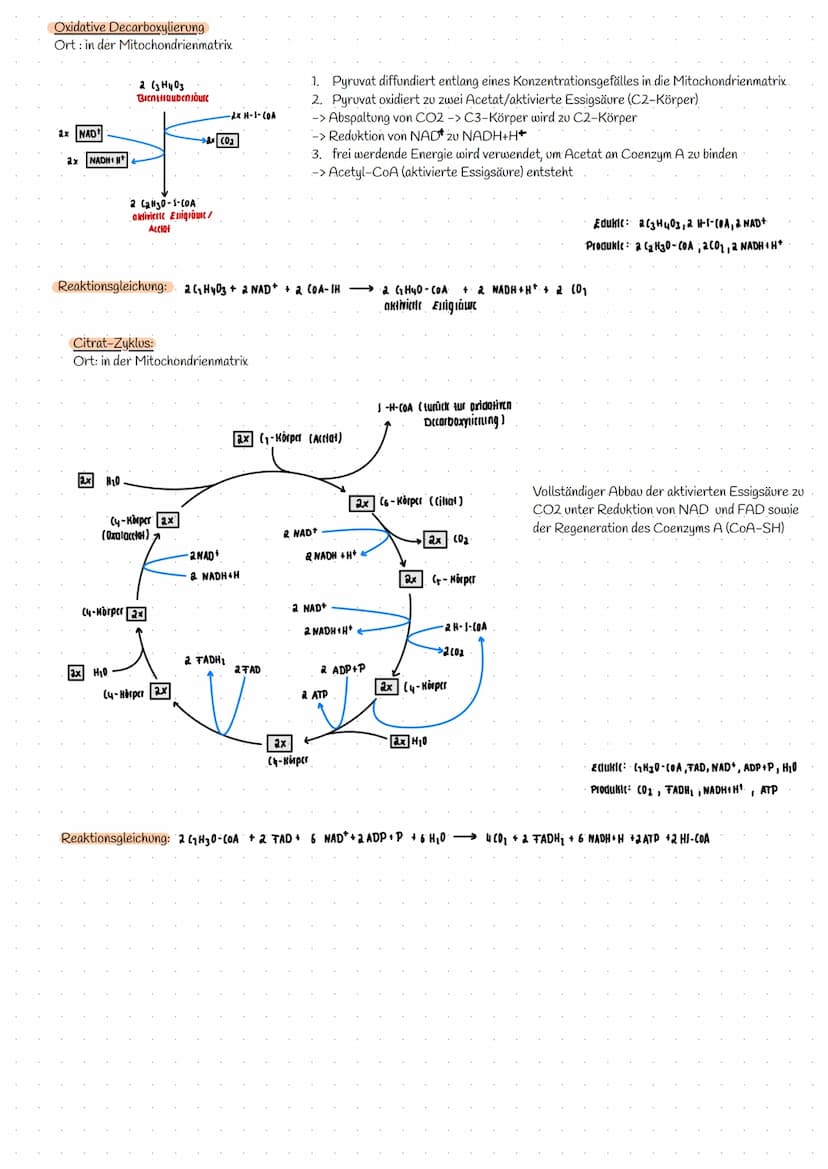 Bereitstellung von Energie aus Glucose
zur Aufrechterhaltung aller Lebensvorgänge/Lebensfunktion und chemische Prozesse wird Energie benötig