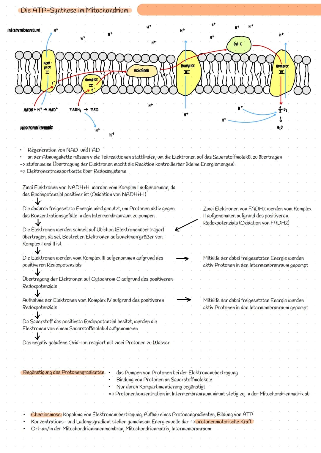 Bereitstellung von Energie aus Glucose
zur Aufrechterhaltung aller Lebensvorgänge/Lebensfunktion und chemische Prozesse wird Energie benötig