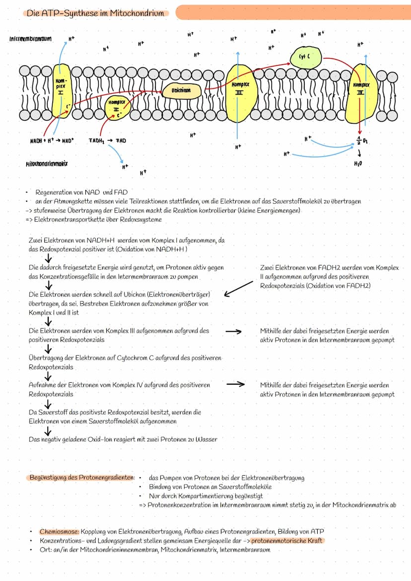 Bereitstellung von Energie aus Glucose
zur Aufrechterhaltung aller Lebensvorgänge/Lebensfunktion und chemische Prozesse wird Energie benötig