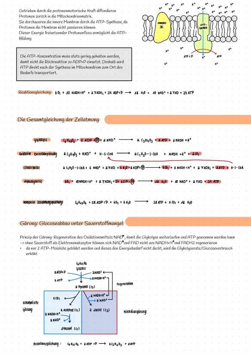 Bereitstellung von Energie aus Glucose
zur Aufrechterhaltung aller Lebensvorgänge/Lebensfunktion und chemische Prozesse wird Energie benötig