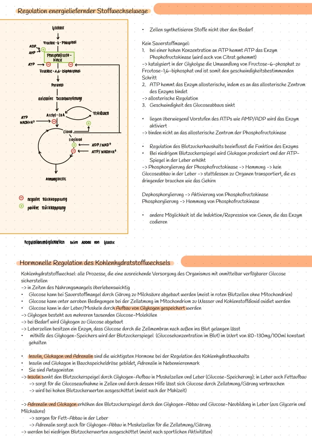 Bereitstellung von Energie aus Glucose
zur Aufrechterhaltung aller Lebensvorgänge/Lebensfunktion und chemische Prozesse wird Energie benötig