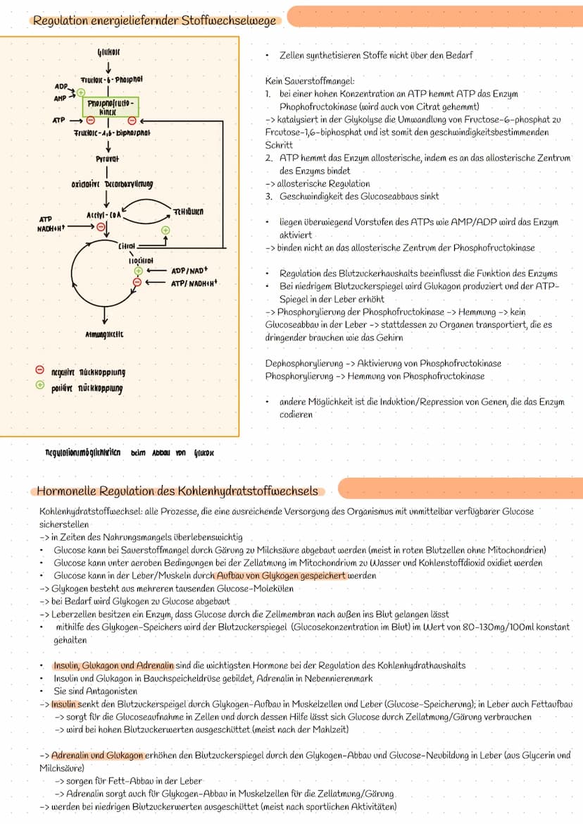 Bereitstellung von Energie aus Glucose
zur Aufrechterhaltung aller Lebensvorgänge/Lebensfunktion und chemische Prozesse wird Energie benötig