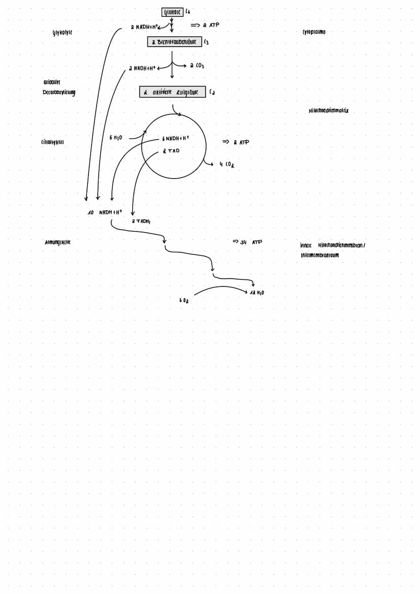 Bereitstellung von Energie aus Glucose
zur Aufrechterhaltung aller Lebensvorgänge/Lebensfunktion und chemische Prozesse wird Energie benötig