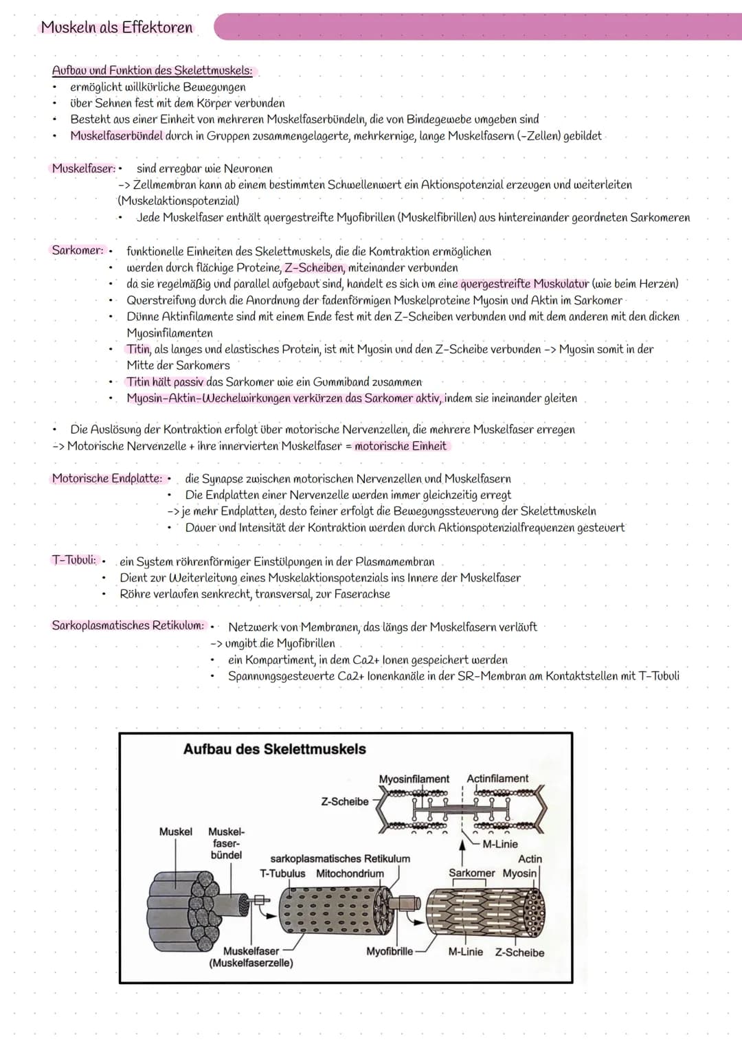 Bereitstellung von Energie aus Glucose
zur Aufrechterhaltung aller Lebensvorgänge/Lebensfunktion und chemische Prozesse wird Energie benötig