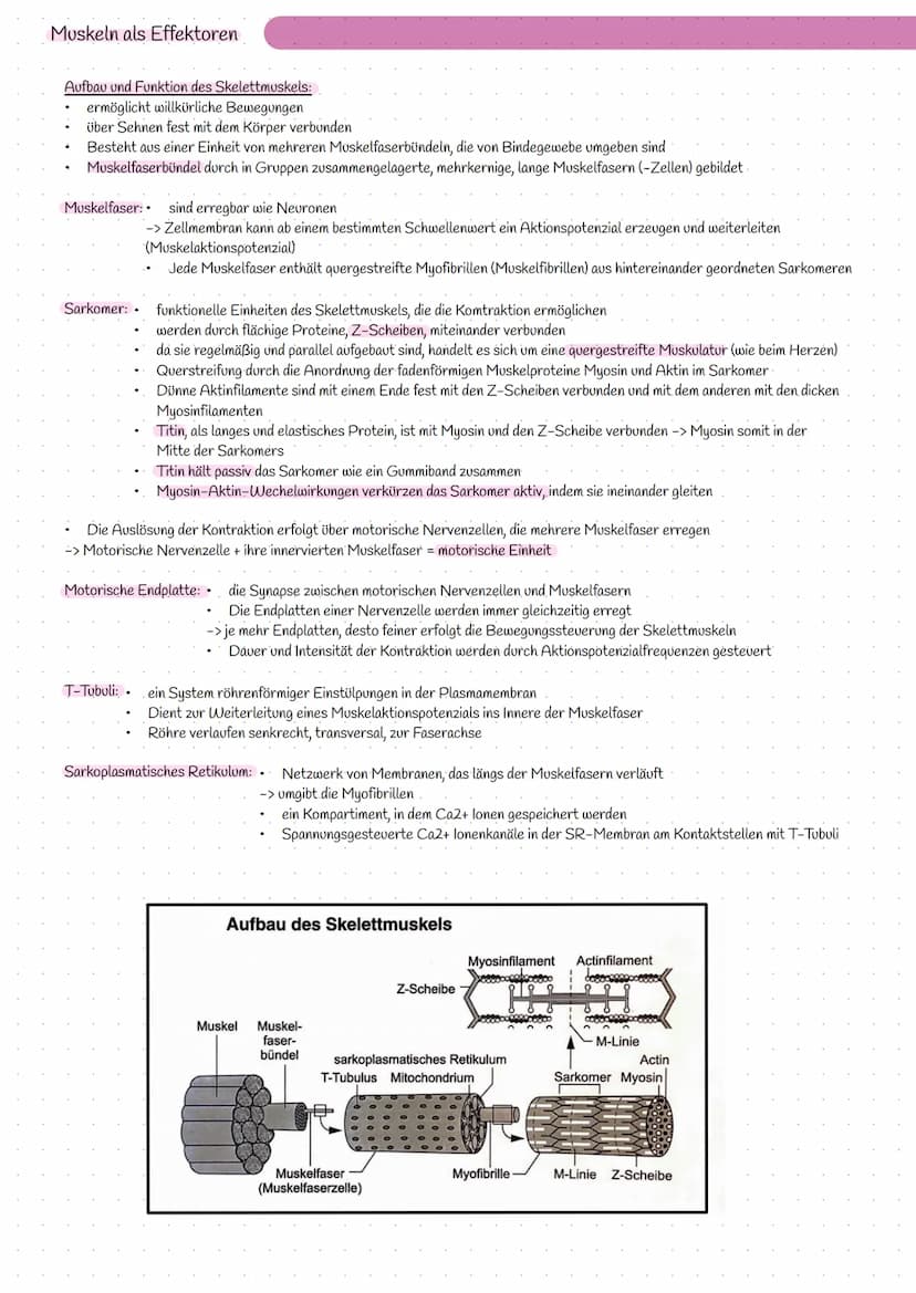 Bereitstellung von Energie aus Glucose
zur Aufrechterhaltung aller Lebensvorgänge/Lebensfunktion und chemische Prozesse wird Energie benötig