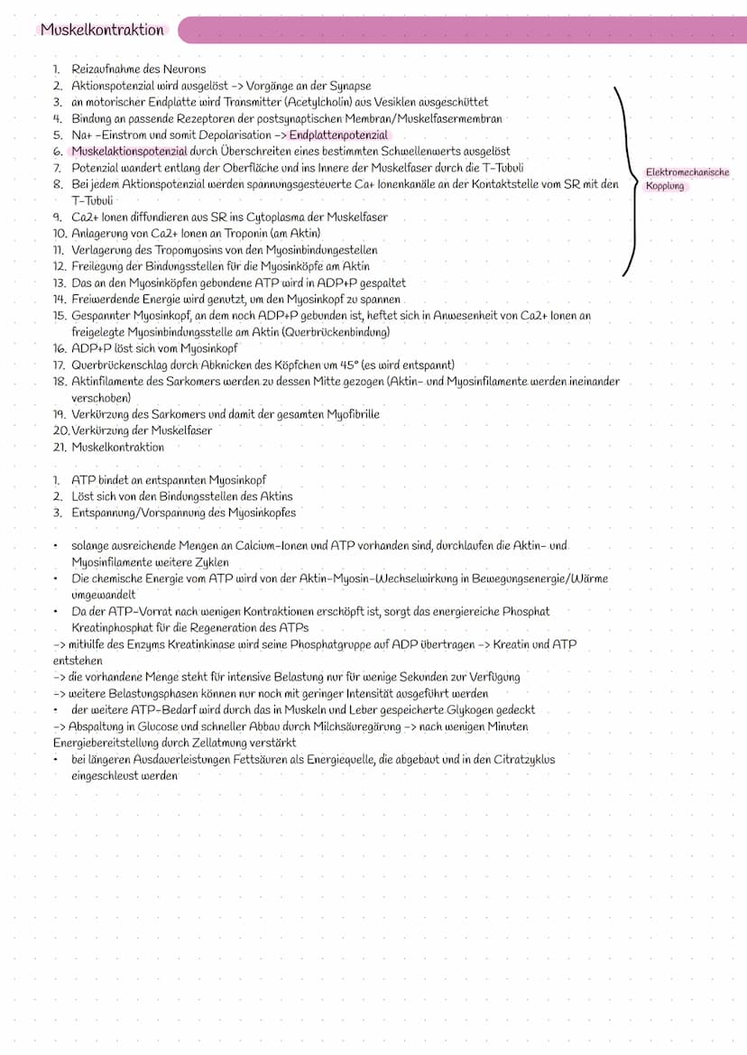 Bereitstellung von Energie aus Glucose
zur Aufrechterhaltung aller Lebensvorgänge/Lebensfunktion und chemische Prozesse wird Energie benötig