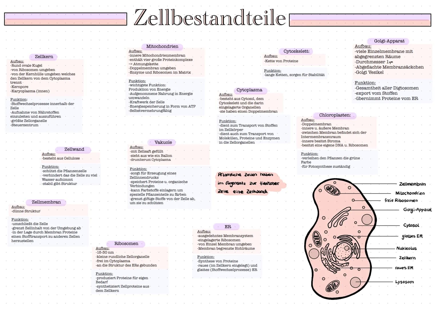 Zellkern
Aufbau:
-Rund ovale Kugel
-von Ribosomen umgeben
-von der Kernhülle umgeben welches
den Zellkern von dem Cytoplasma
trennt
-Kernpor