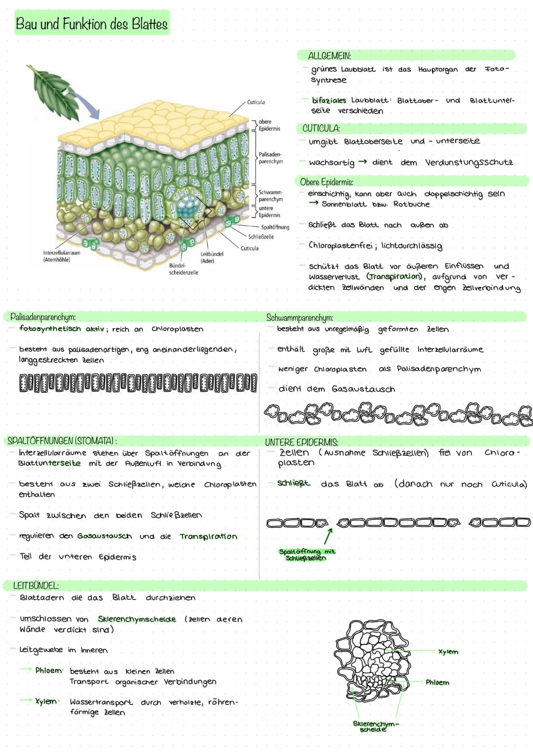 Bau und Funktion des Blattes
Interzellularraum
(Atemhöhle)
Bündel-
scheidenzelle
Palisadenparenchym:
fotosynthetisch aktiv; reich an Chlorop